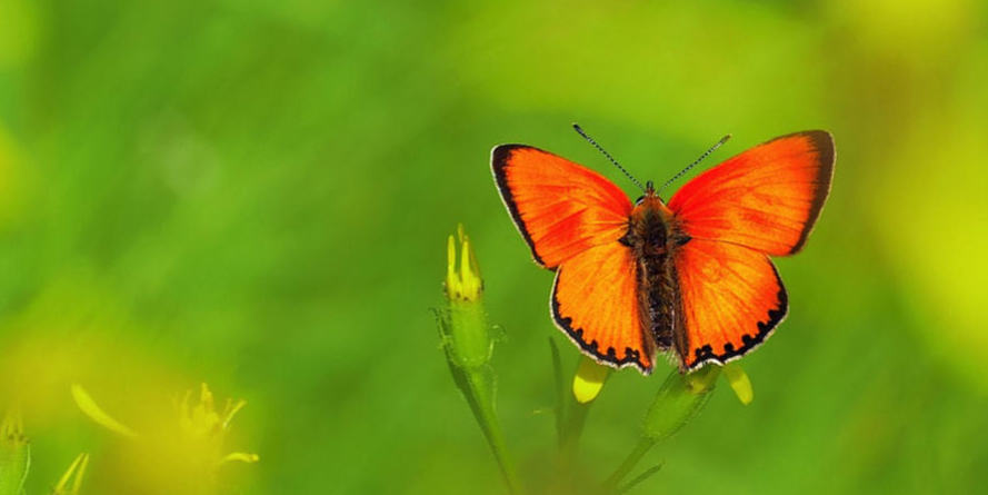 Just like a butterfly a temp-to-perm job could transform your career