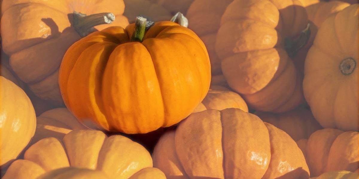 New job opportunities, just like pumpkins, will be plentiful this autumn.